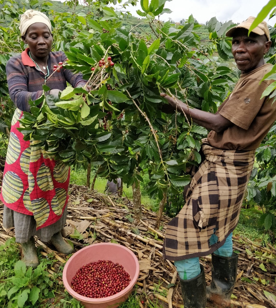 KB Coffee Roasters - Muzo Espresso Coffee Rwanda Farmers
