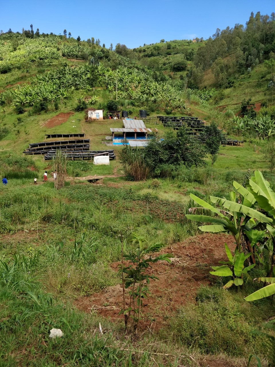 KB Coffee Roasters - Muzo Espresso Coffee Rwanda Washing Station