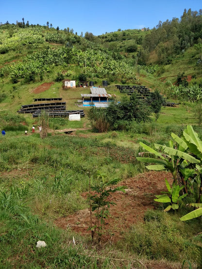 KB Coffee Roasters - Muzo Espresso Coffee Rwanda Washing Station