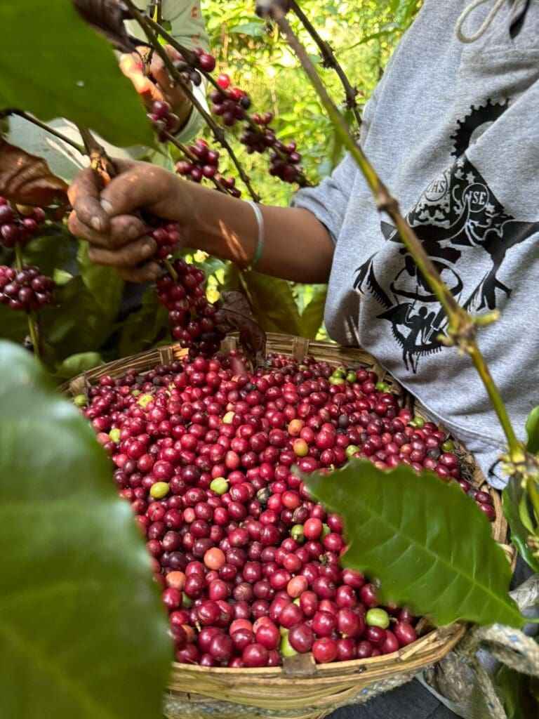 Gust Coffee Roasters - Cipres Espresso Coffee Mexico Ripe Cherries