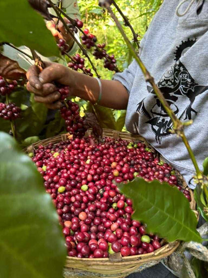 Gust Coffee Roasters - Cipres Espresso Coffee Mexico Ripe Cherries