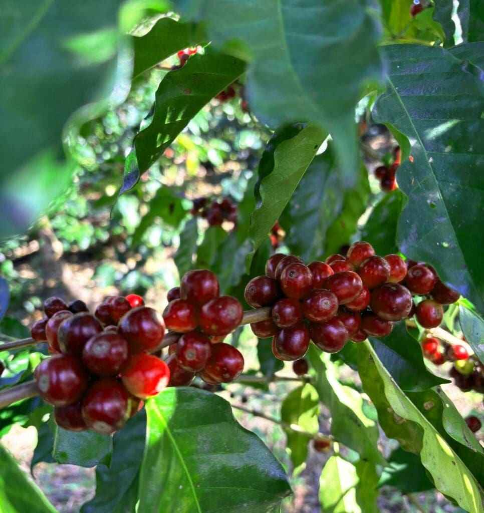 Gust Coffee Roasters - Cipres Espresso Coffee Mexico Coffee Cherries