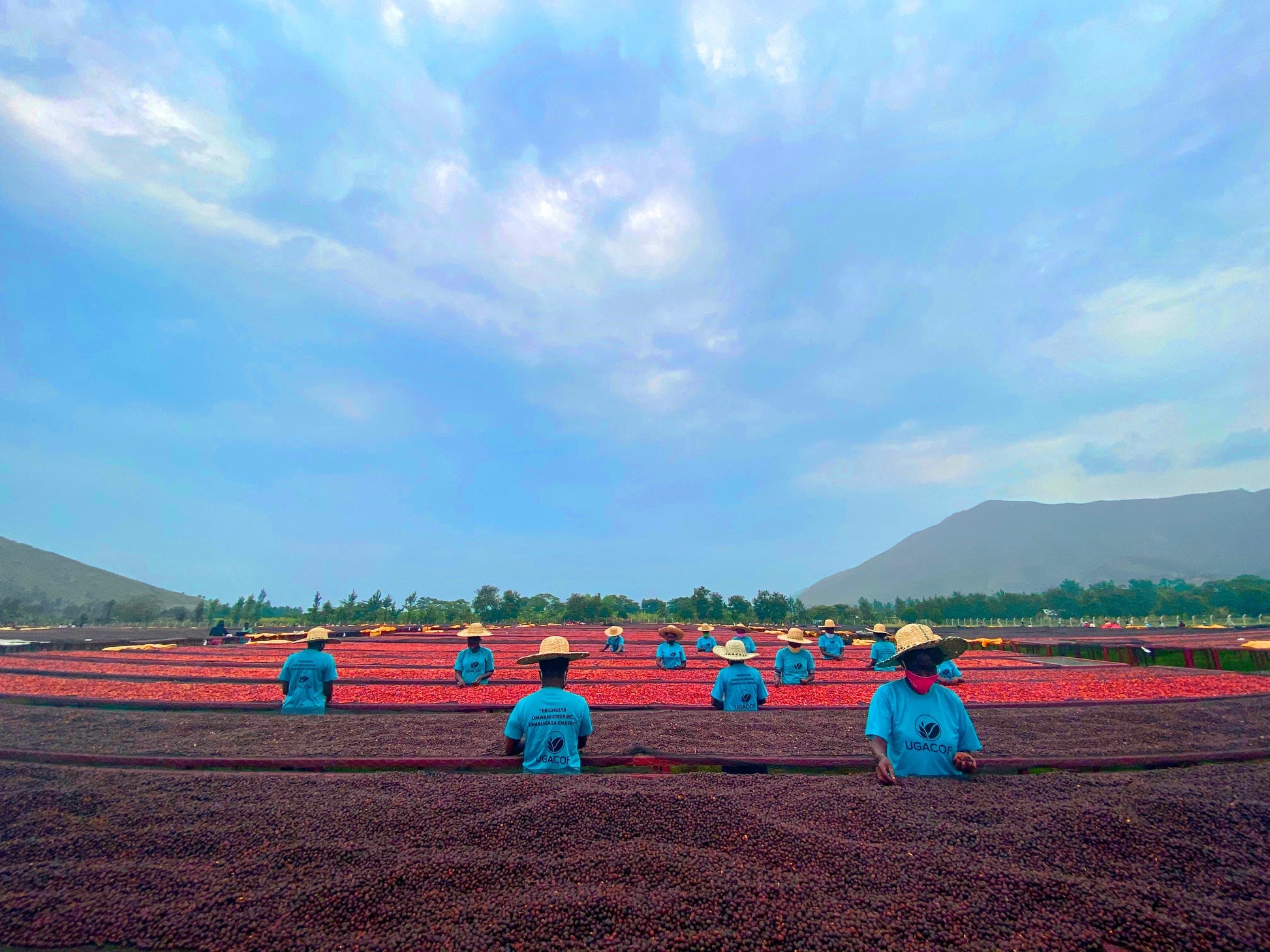 KB Coffee Roasters - Mubuku Filter Coffee Uganda Washing Station