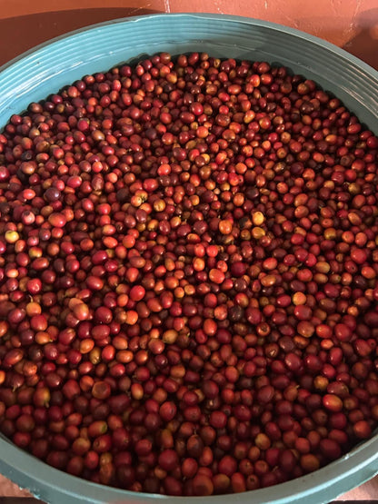 KB Coffee Roasters - Mubuku Filter Coffee Uganda Natural Anaerobic