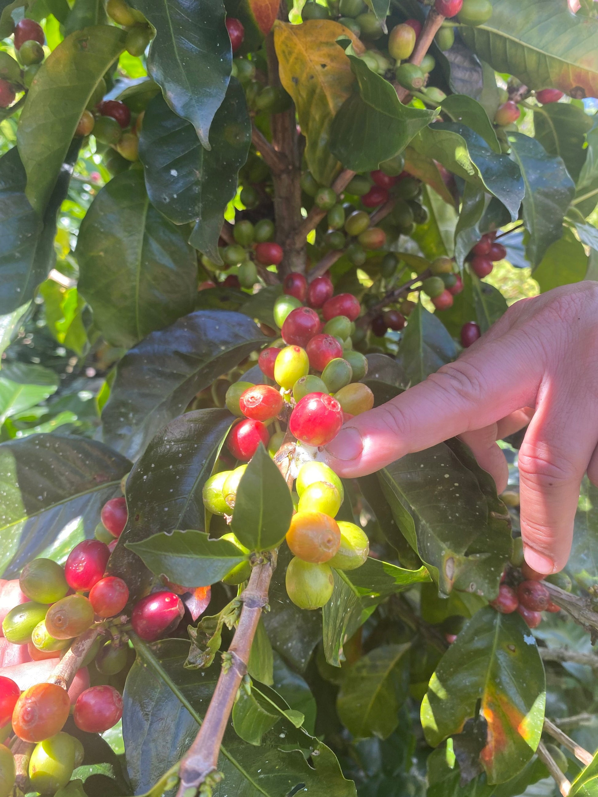 KB Coffee Roasters - El Caotal Filter Coffee Venezuela Coffee Cherries