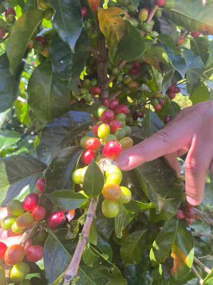 KB Coffee Roasters - El Caotal Filter Coffee Venezuela Coffee Cherries
