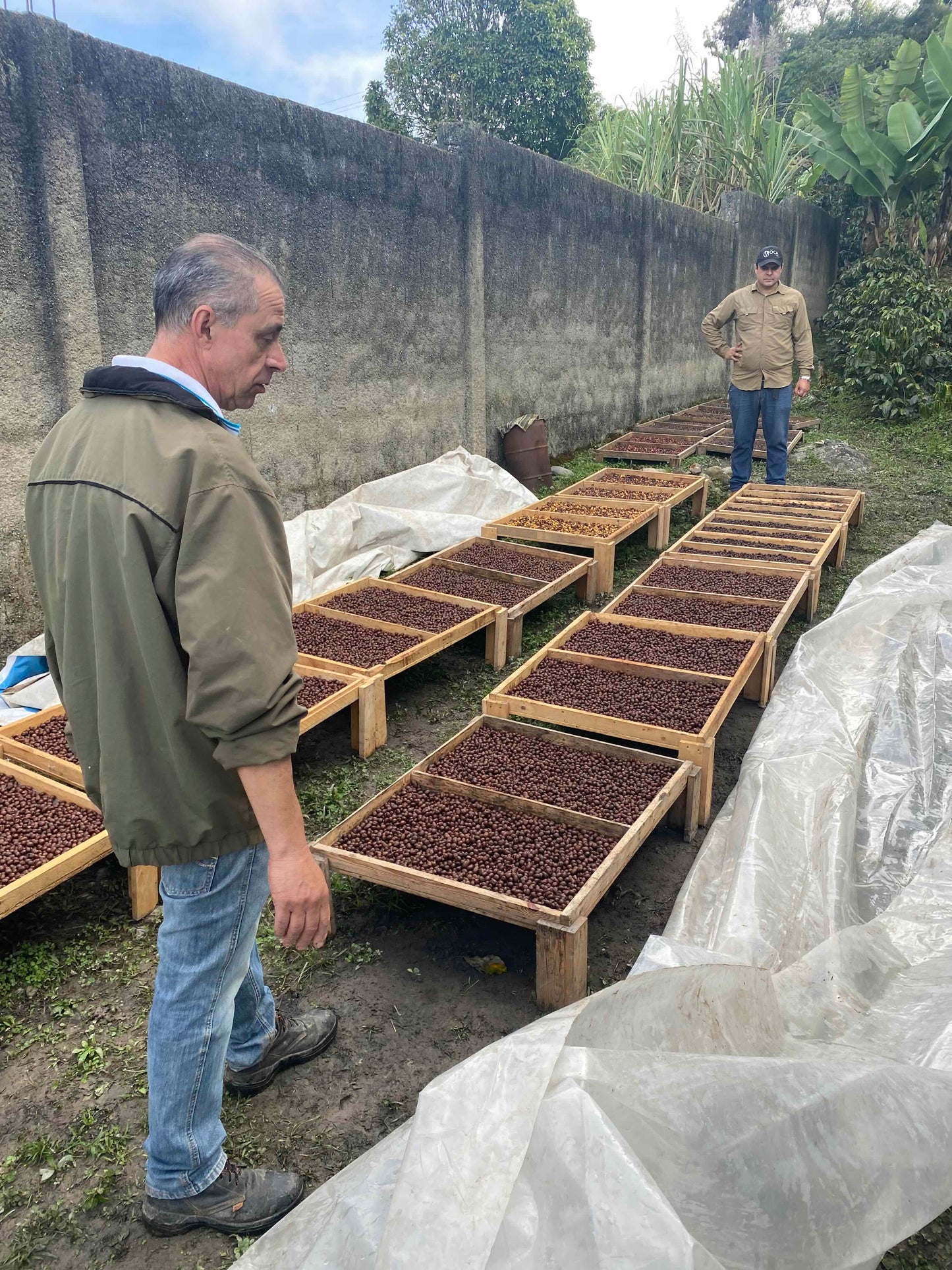 KB Coffee Roasters, La Victoria Filter Coffee Venezuela Drying