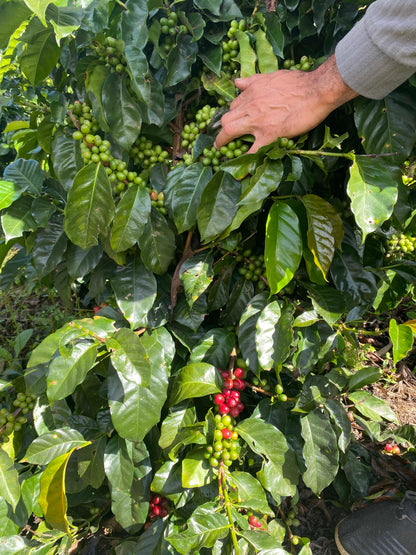 KB Coffee Roasters, La Victoria Filter Coffee Venezuela Coffee Cherries