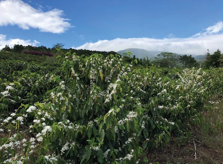Parcel - DK001 Volcan Azul Decaf Specialty Coffee Costa Rica Coffee Tree