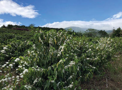 Parcel - DK001 Volcan Azul Decaf Specialty Coffee Costa Rica Coffee Tree