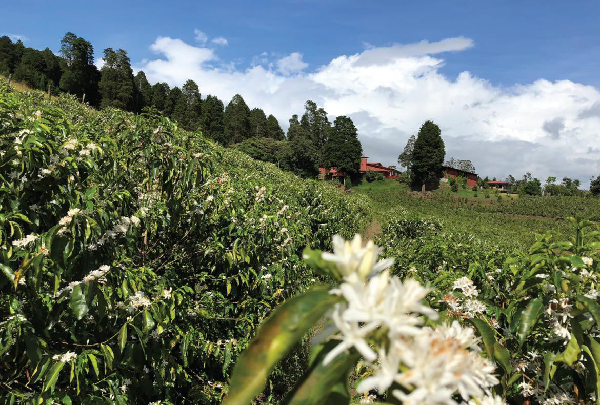 Parcel - DK001 Volcan Azul Decaf Specialty Coffee Costa Rica Farm