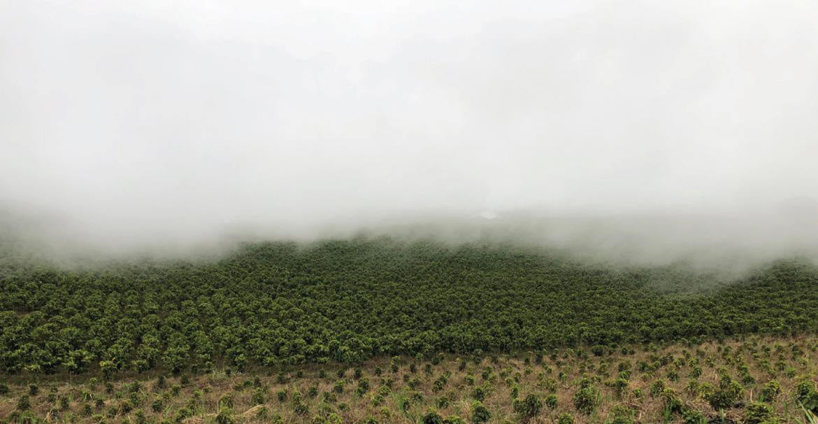 Parcel - DK001 Volcan Azul Decaf Specialty Coffee Costa Rica Farm