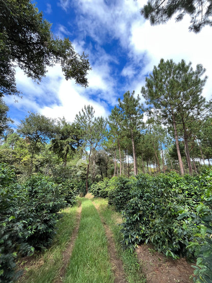 Parcel - GUA003 Finca San Jose Ocana Filter Coffee Guatemala Farm