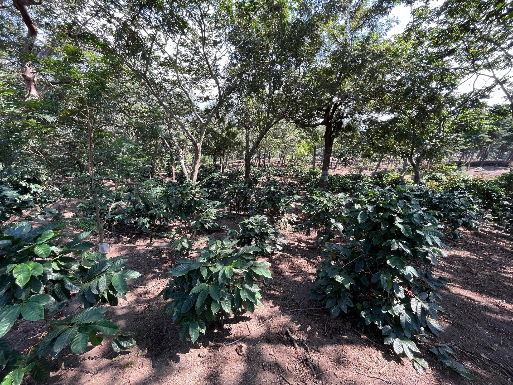 Parcel - GUA001 Finca El Potrero Omni Coffee Guatemala Farm