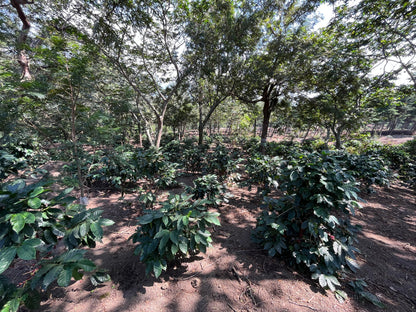 Parcel - GUA001 Finca El Potrero Omni Coffee Guatemala Farm