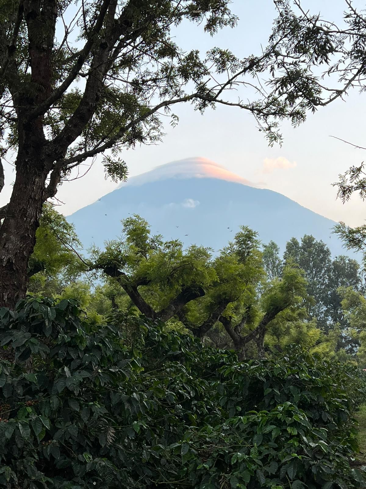 Parcel - GUA001 Finca El Potrero Omni Coffee Guatemala View