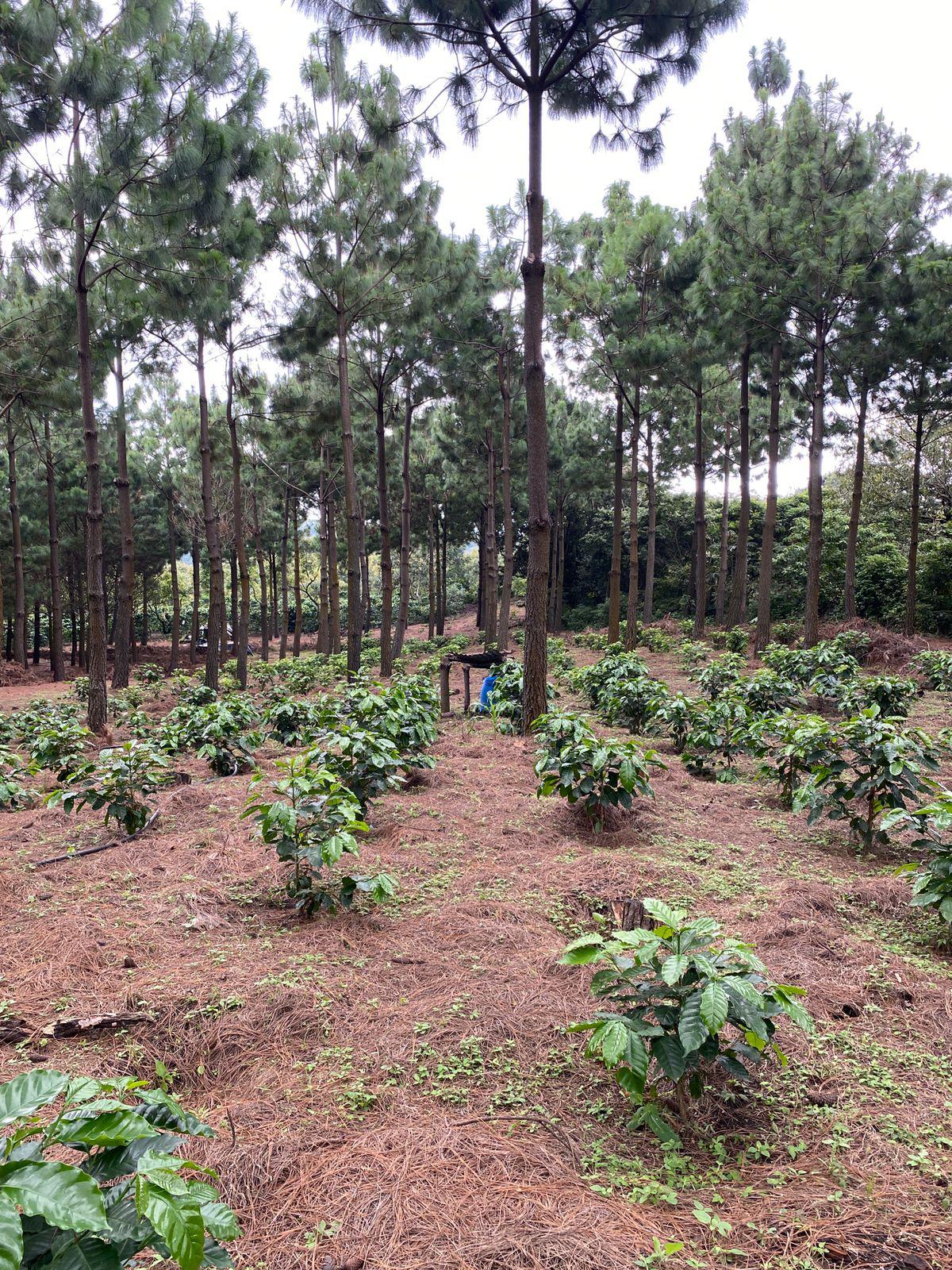 Parcel - GUA001 Finca El Potrero Omni Coffee Guatemala Farm