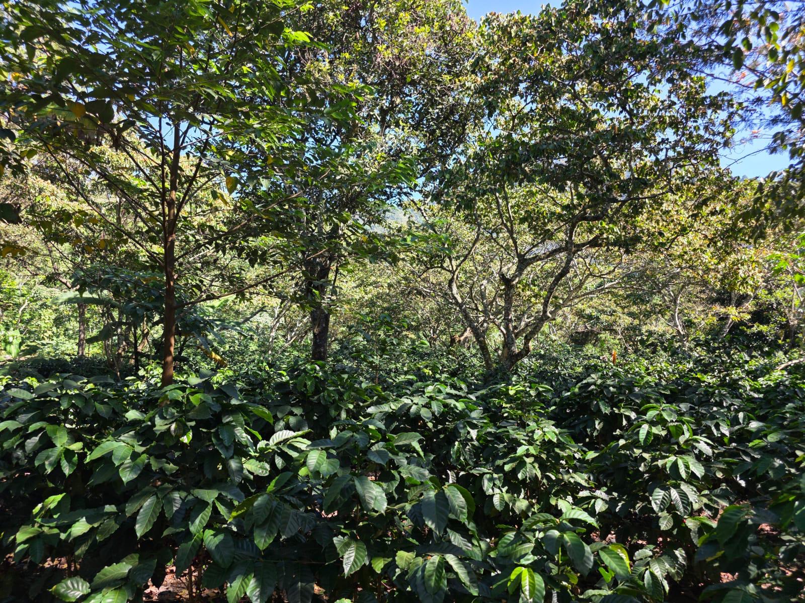 Parcel - GUA002 Finca Relampago Specialty Coffee Guatemala Farm