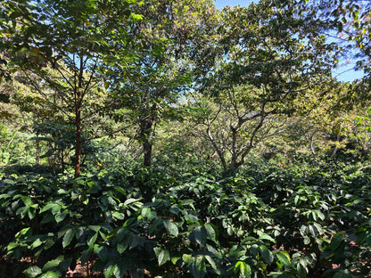 Parcel - GUA002 Finca Relampago Specialty Coffee Guatemala Farm