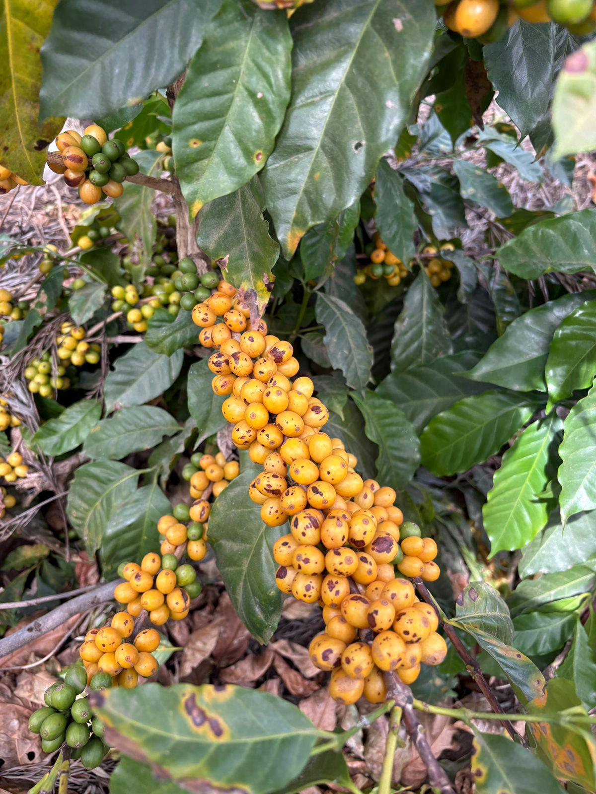 Parcel - GUA002 Finca Relampago Specialty Coffee Guatemala Coffee Cherries
