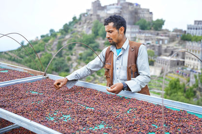 KB Coffee Roasters - Hydra Reviva Filter Coffee Yemen Coffee Drying