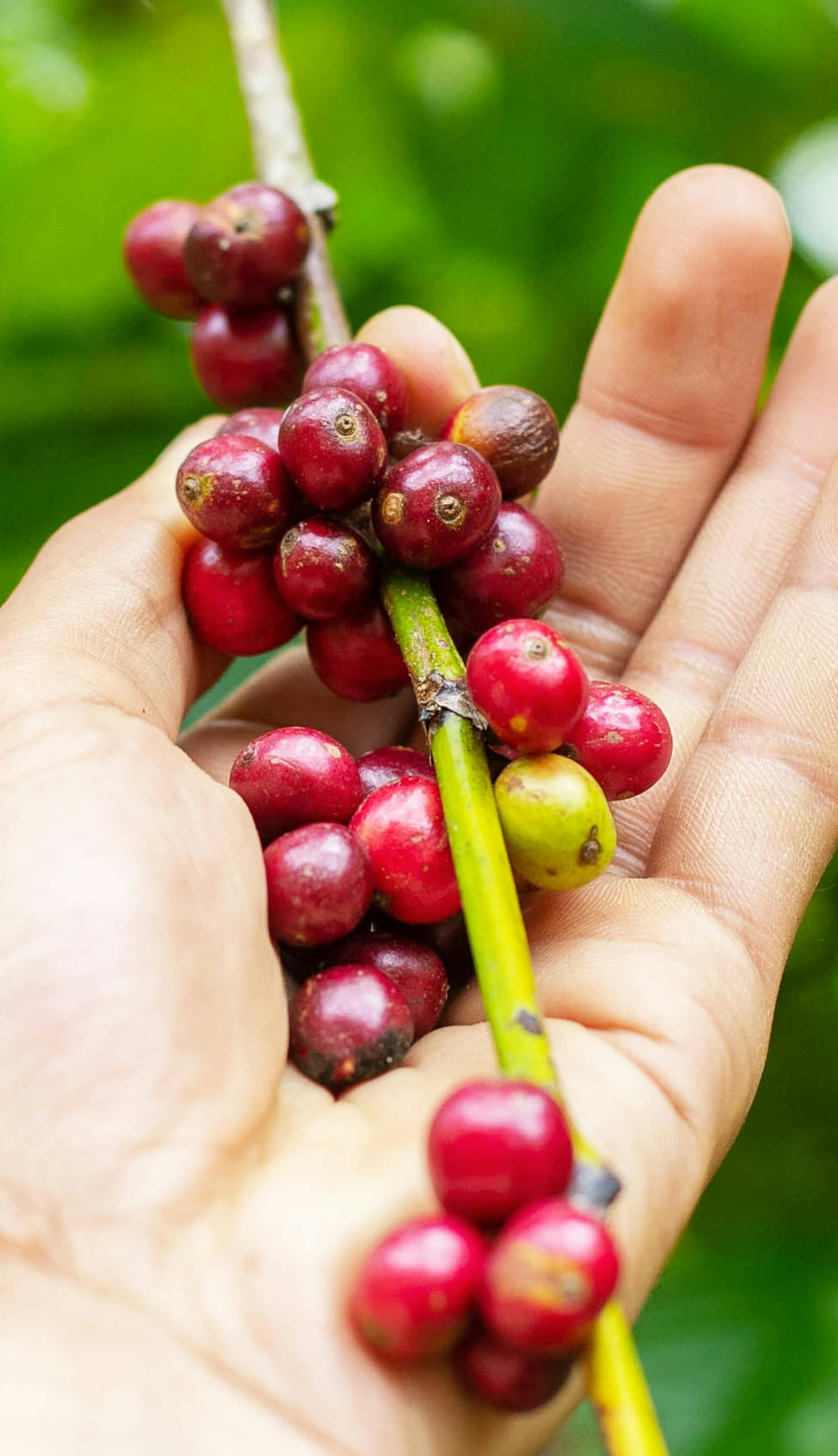 KB Coffee Roasters - Hydra Reviva Filter Coffee Yemen Coffee Cherries