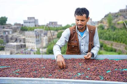 KB Coffee Roasters - Hydra Reviva Filter Coffee Yemen Grower