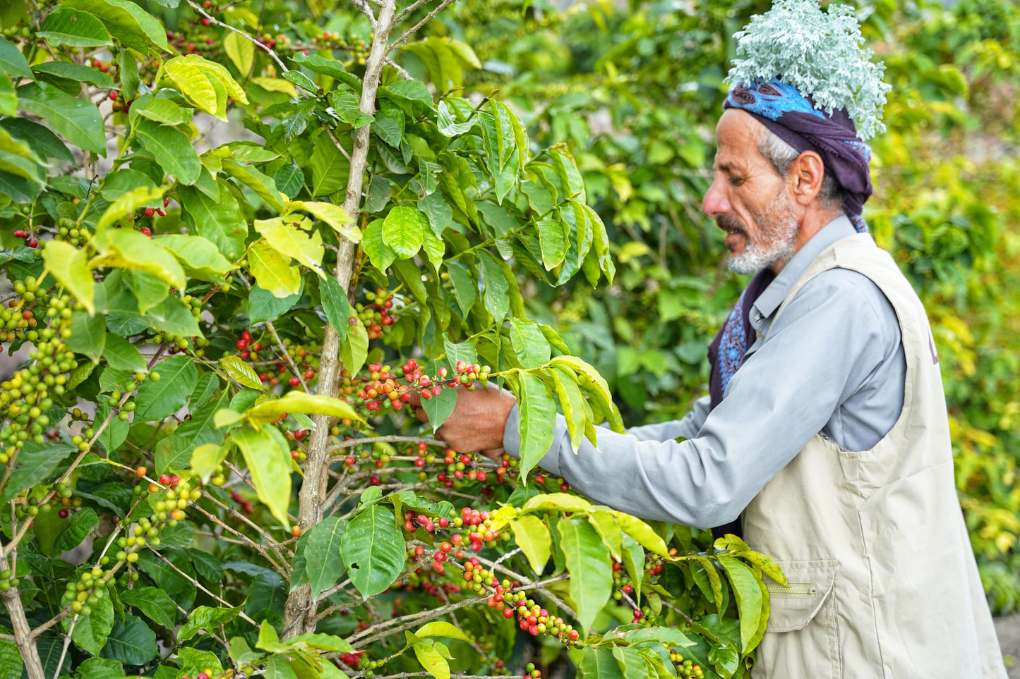 KB Coffee Roasters - Hydra Reviva Filter Coffee Yemen Farmer