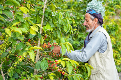 KB Coffee Roasters - Hydra Reviva Filter Coffee Yemen Farmer