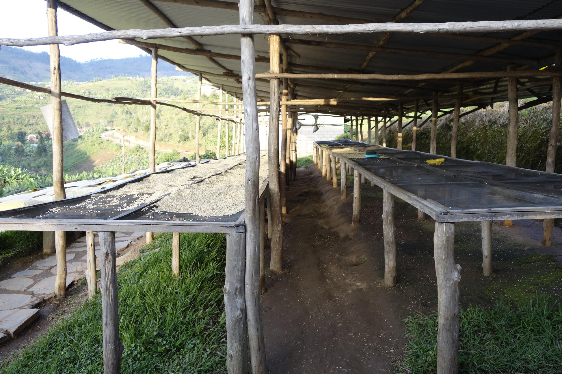 Cafes Muda Gitesi Rwanda Specialty Coffee Drying beds