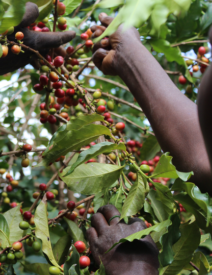 Gust Coffee Roasters - Butegana Burundi Filter Coffee Tree