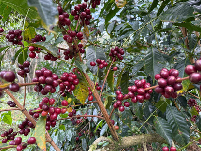 Parcel - ECU001 La Soledad Filter Coffee Ecuador Ripe Coffee Cherries